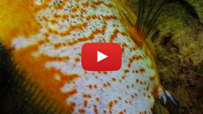 Video Pa3dXcNLveo abspielen