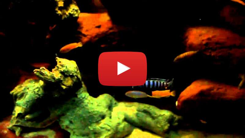 Video PbrhJQKC5ak abspielen