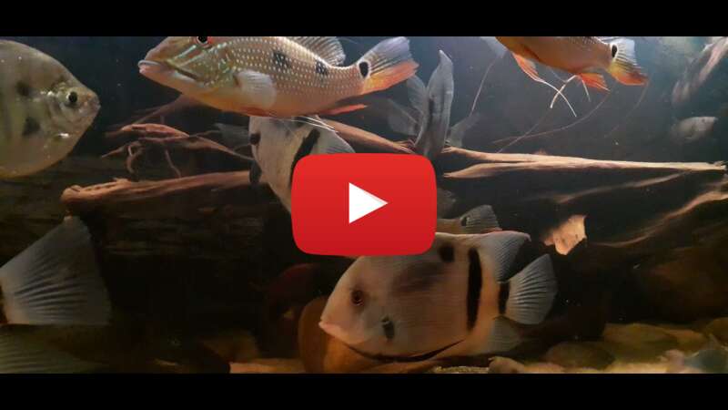 Video PebQhdNrLeE abspielen