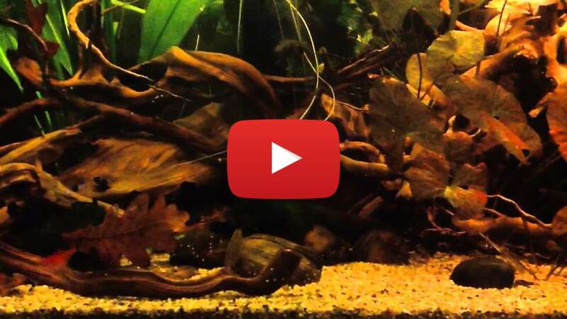 Video PfWpQvQyBrk abspielen