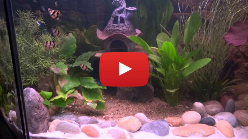 Video Pkz0FZgHi0Y abspielen