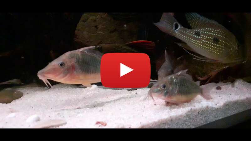 Video Pml_AOCIBj0 abspielen