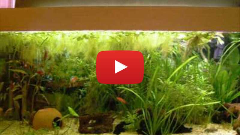 Video PnzbEv0bWik abspielen