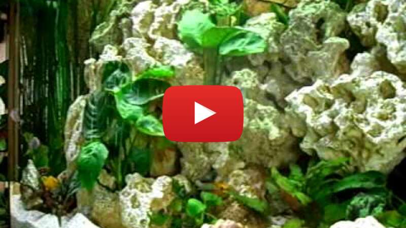 Video Q0NmyEt9imc abspielen