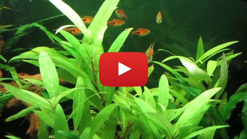 Video Q1ztX0_LJac abspielen