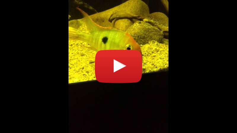 Video Q6qT0zUUBw0 abspielen