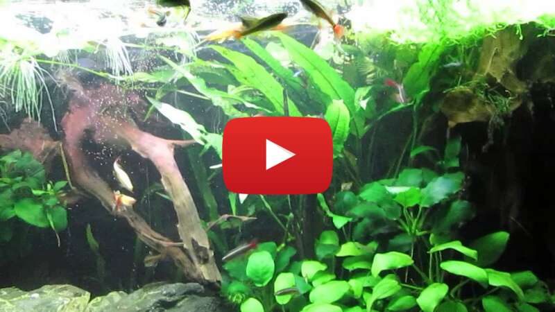 Video QIntfKsKTps abspielen