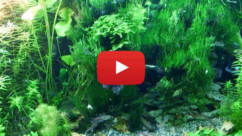 Video QJ0VqwfvccY abspielen