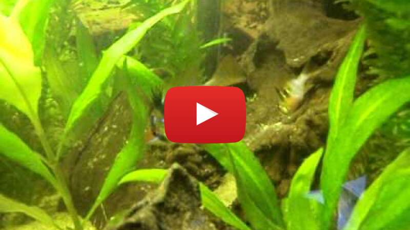 Video QLuCquacBO4 abspielen