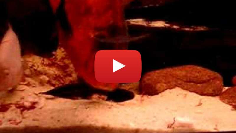 Video QMeas390suY abspielen