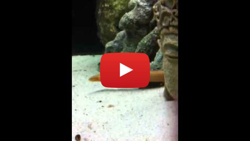 Video QOncUQHEvdk abspielen