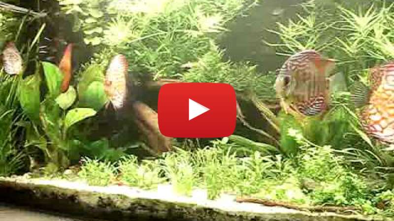 Video QPJ-CK0xkjQ abspielen