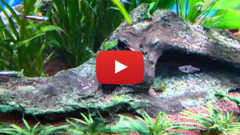 Video QUdYSYqHohw abspielen