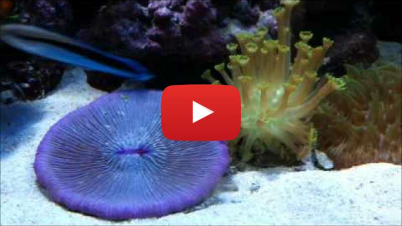 Video QZ1N2gQR2Wg abspielen