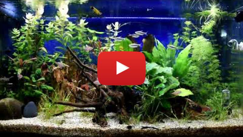 Video QZSOsYFgmew abspielen