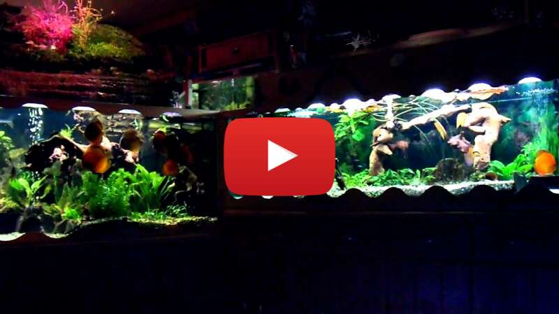 Video Q_ARXsIlLdQ abspielen