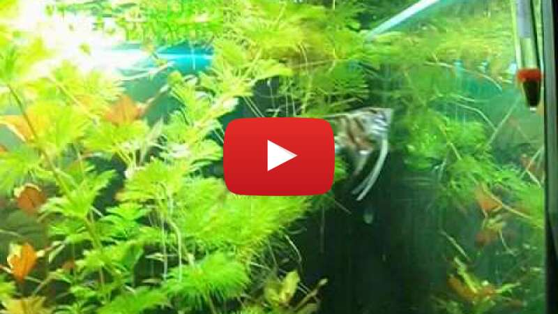 Video QaGTmy3y5Y0 abspielen