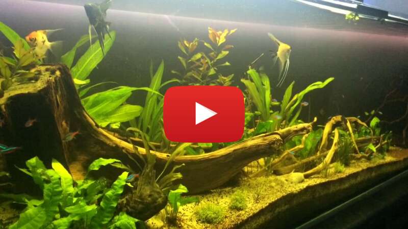 Video Qbnsh3J7pSY abspielen