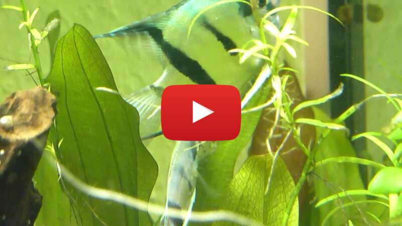 Video QfGAftluJ9A abspielen