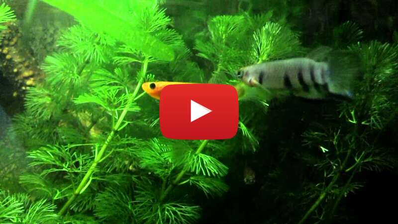 Video QhOSD8ipvxk abspielen