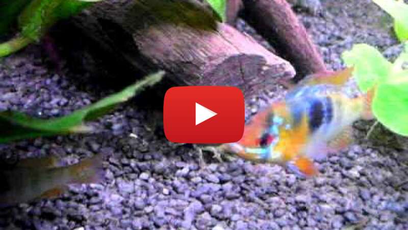 Video Qq89Ub6CkMY abspielen