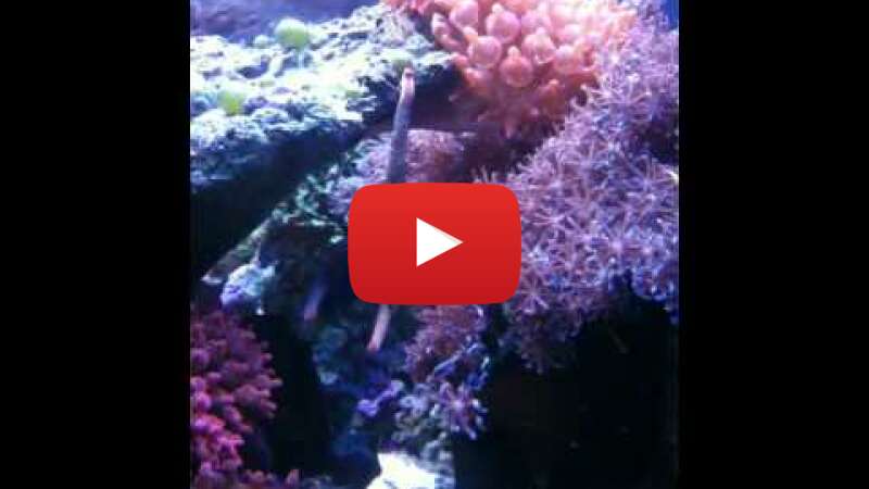 Video R2YMjBNriyM abspielen