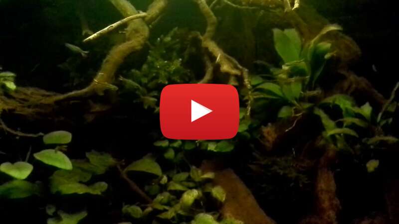 Video R3-lMkZahm4 abspielen