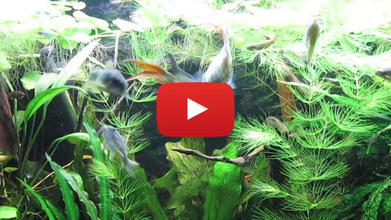 Video R3QRRHuslik abspielen