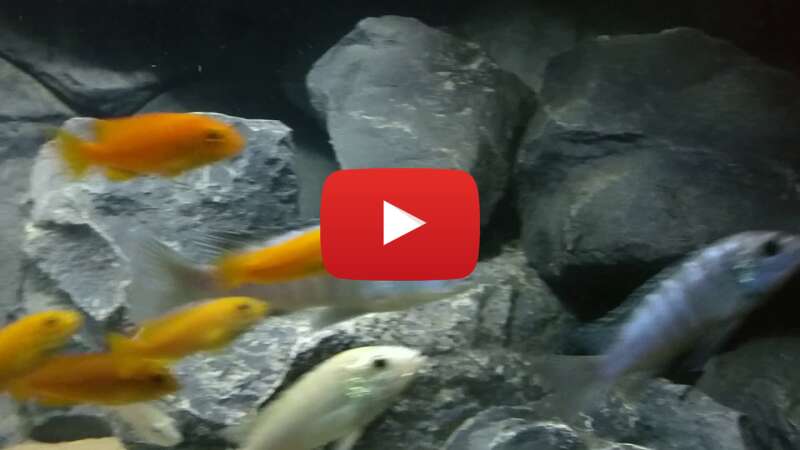 Video R75XBX3Ipa4 abspielen