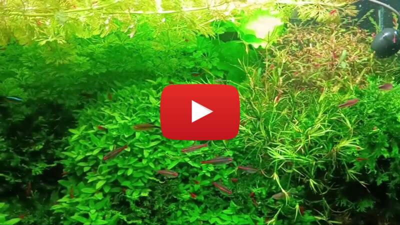 Video R9085Eanius abspielen