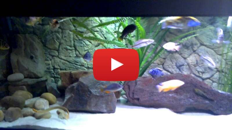 Video R91798BuyOE abspielen