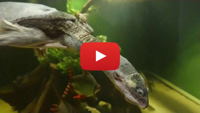 Video RCQHaPxixFs abspielen