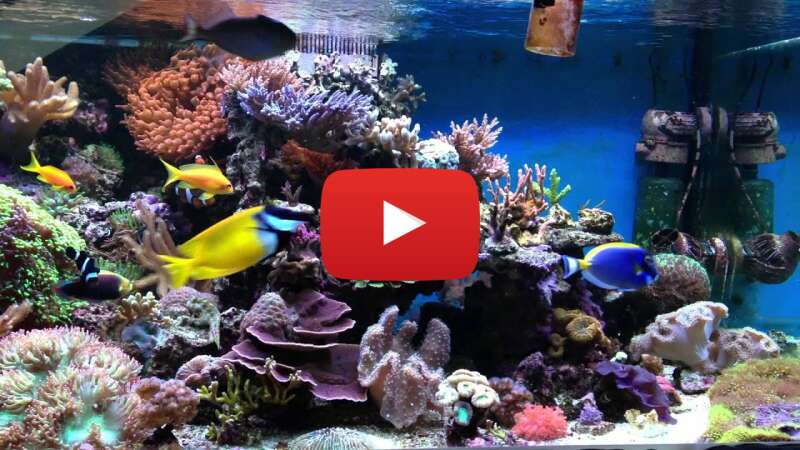 Video RDQf412yooE abspielen