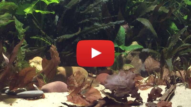 Video RFIrcE1xce4 abspielen