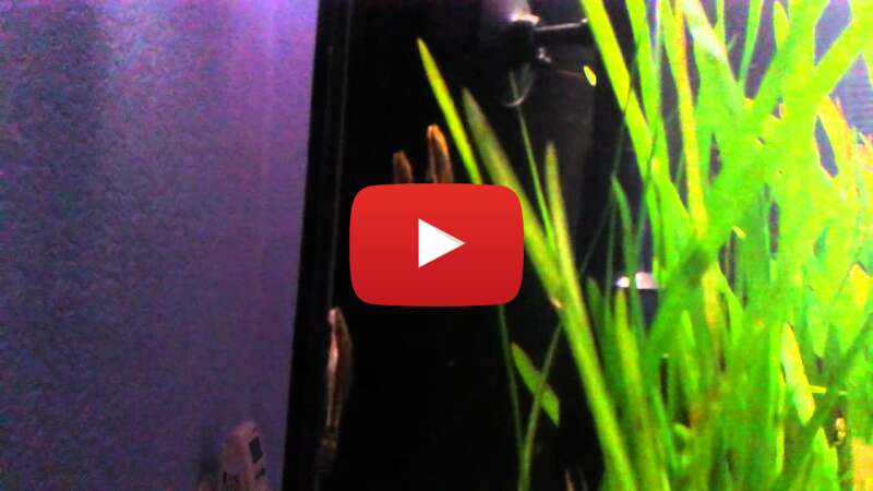 Video RIPyqHA2_RM abspielen