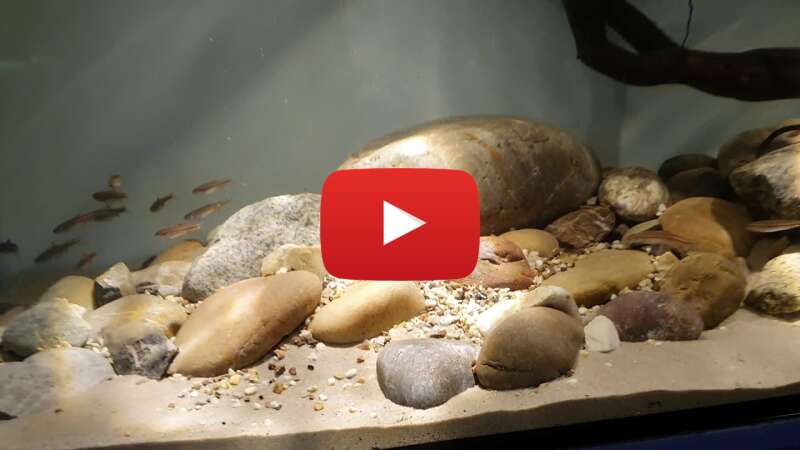 Video RJF5BrHYTWc abspielen