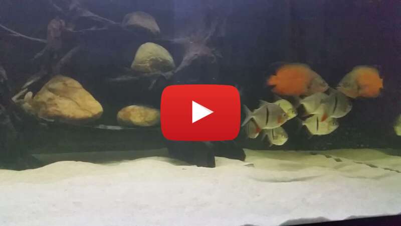 Video RJl4DKjrG6Y abspielen