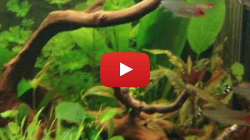 Video RUsTypV8_0g abspielen