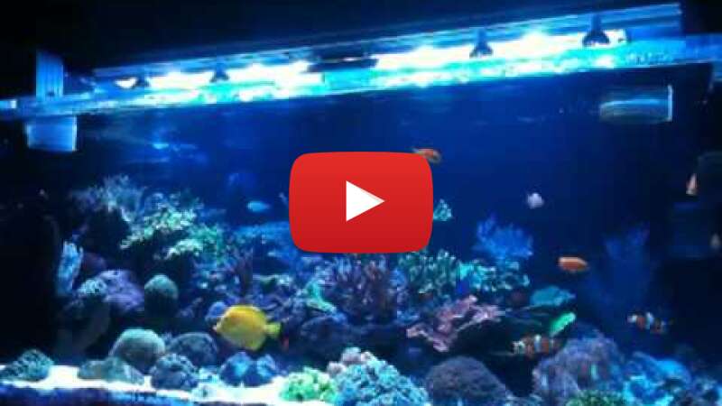 Video Rb0p-U3pjxM abspielen