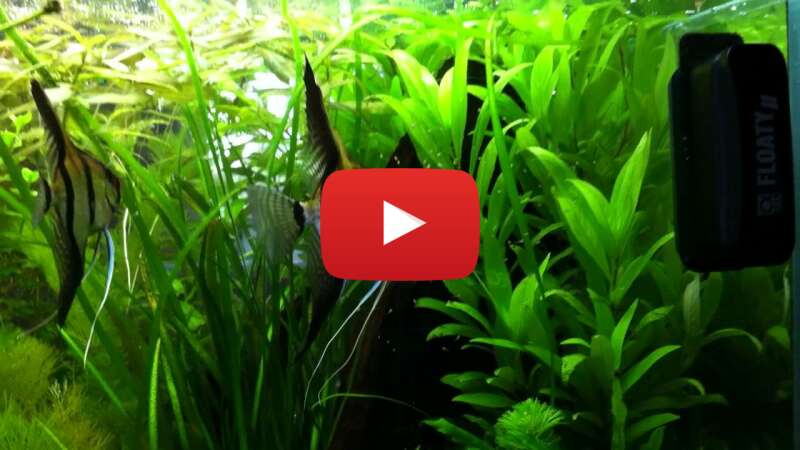 Video RdWriNLzPBM abspielen