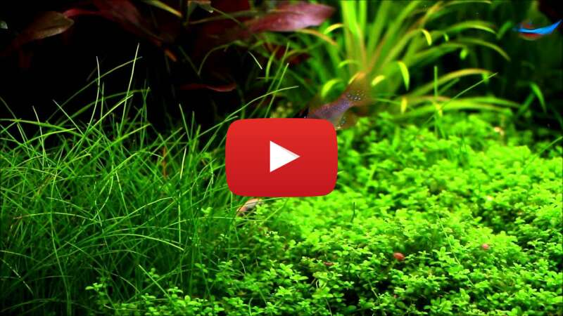 Video RfZ2qm5c4Sc abspielen