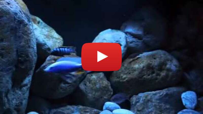 Video Rk8nitubdc8 abspielen