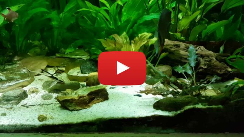 Video RkXiVyWAHGU abspielen