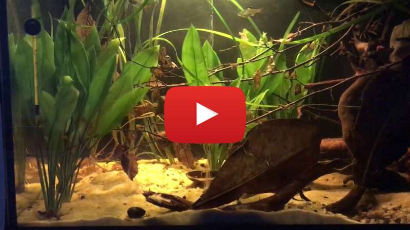 Video Rkm7TxY0HzE abspielen