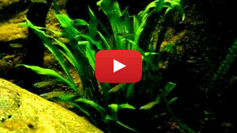 Video RkmVebJM2P0 abspielen