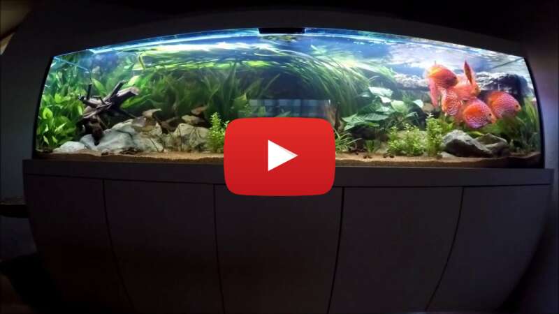 Video RkwwhmhfmnI abspielen