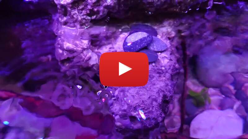 Video Rpwzo3b3DMA abspielen