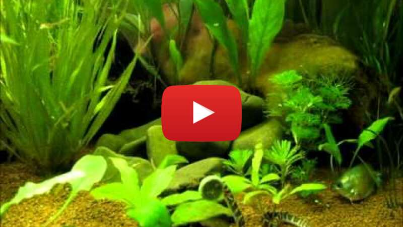 Video Rrwh6d0zSW4 abspielen