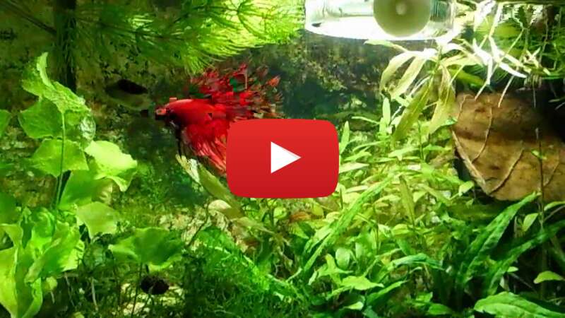 Video Rs0kgQhFOIM abspielen