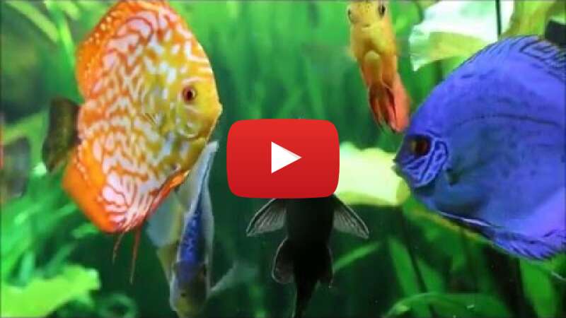 Video Rv-PXvTh8t4 abspielen